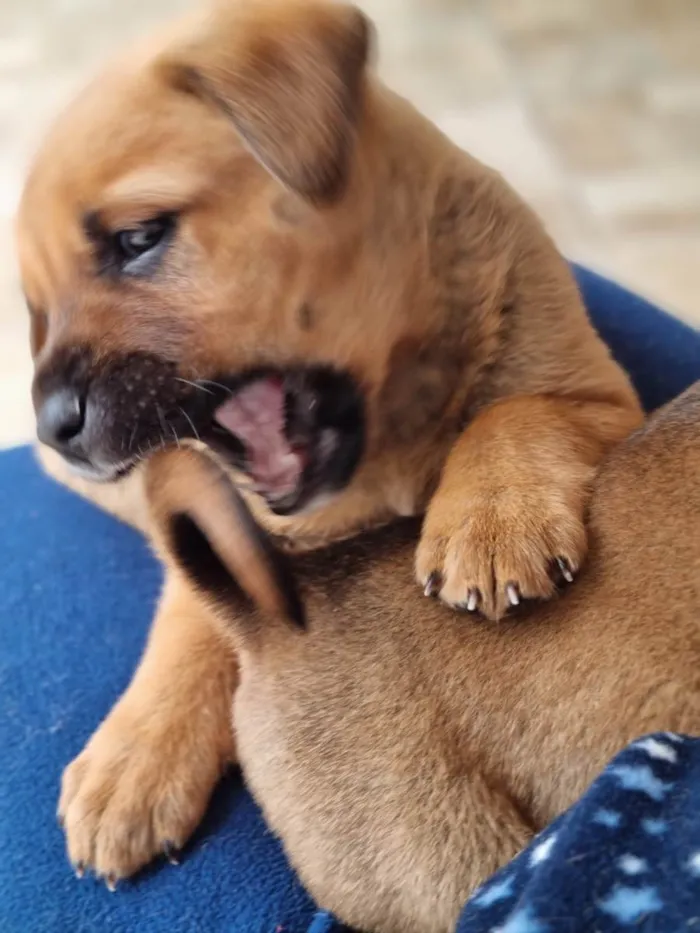 Cachorro ra a Sem raça definida idade Abaixo de 2 meses nome Lilica