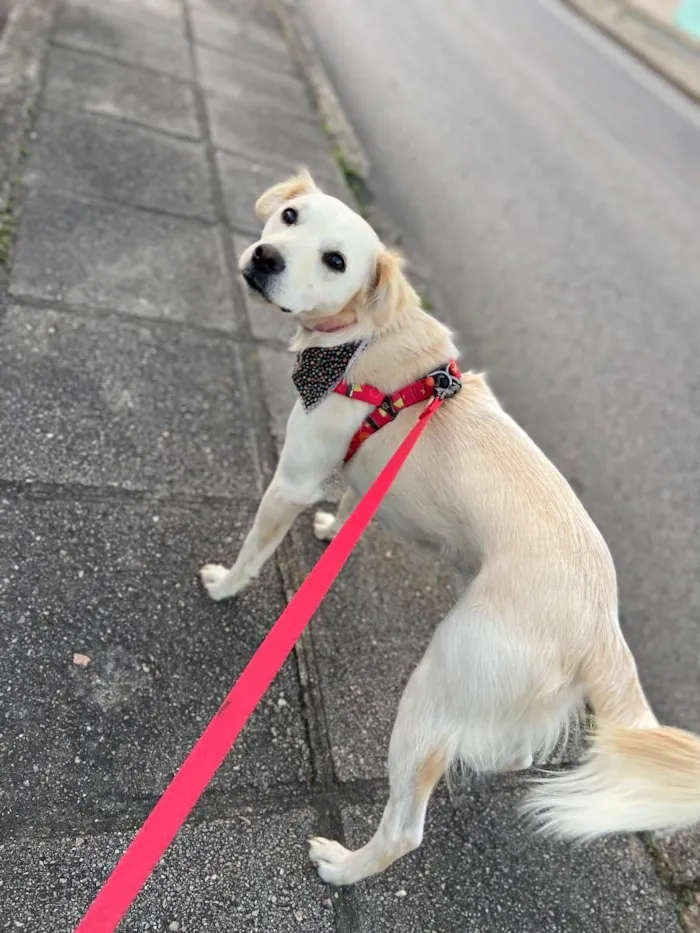 Cachorro ra a Sem raça definida idade 1 ano nome Cissa