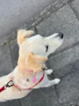 Cissa