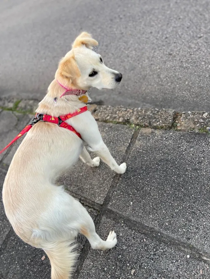 Cachorro ra a Sem raça definida idade 1 ano nome Cissa