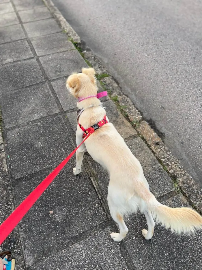 Cachorro ra a Sem raça definida idade 1 ano nome Cissa