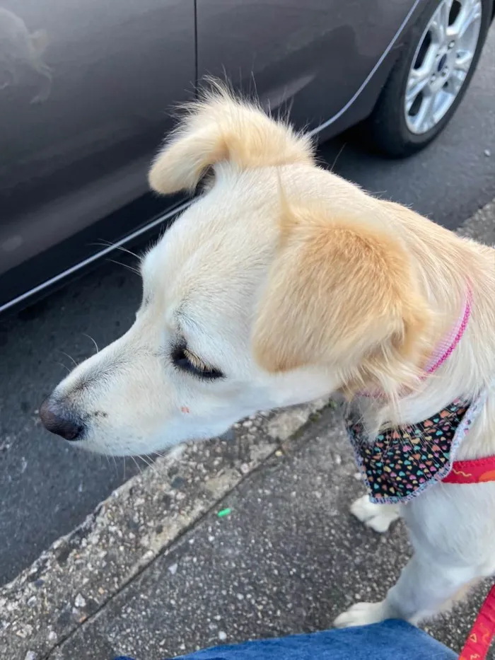 Cachorro ra a Sem raça definida idade 1 ano nome Cissa