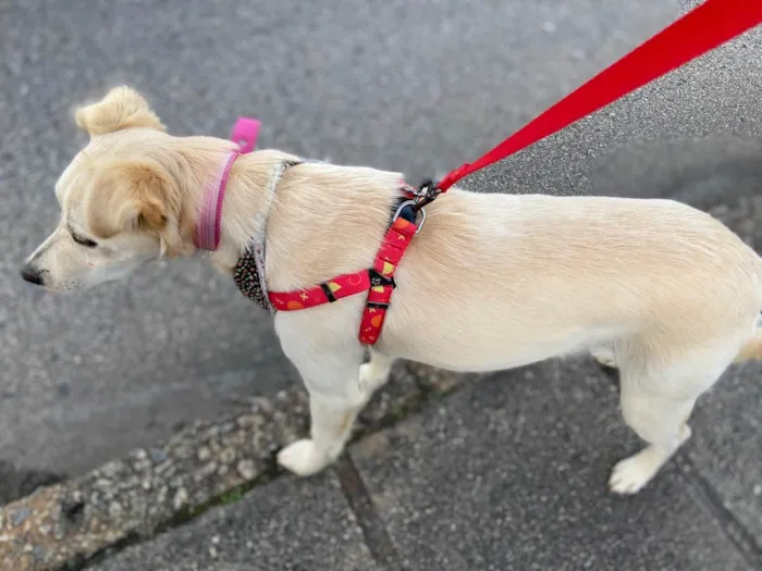 Cachorro ra a Sem raça definida idade 1 ano nome Cissa
