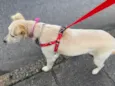 Cissa