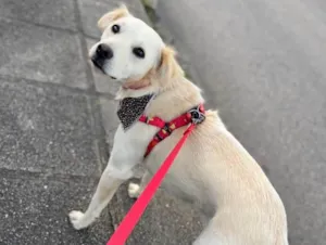 Cachorro raça Sem raça definida idade 1 ano nome Cissa