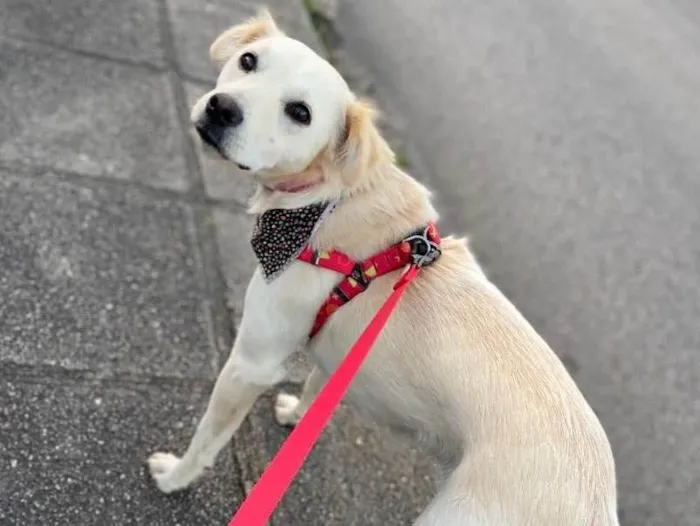 Cachorro ra a Sem raça definida idade 1 ano nome Cissa