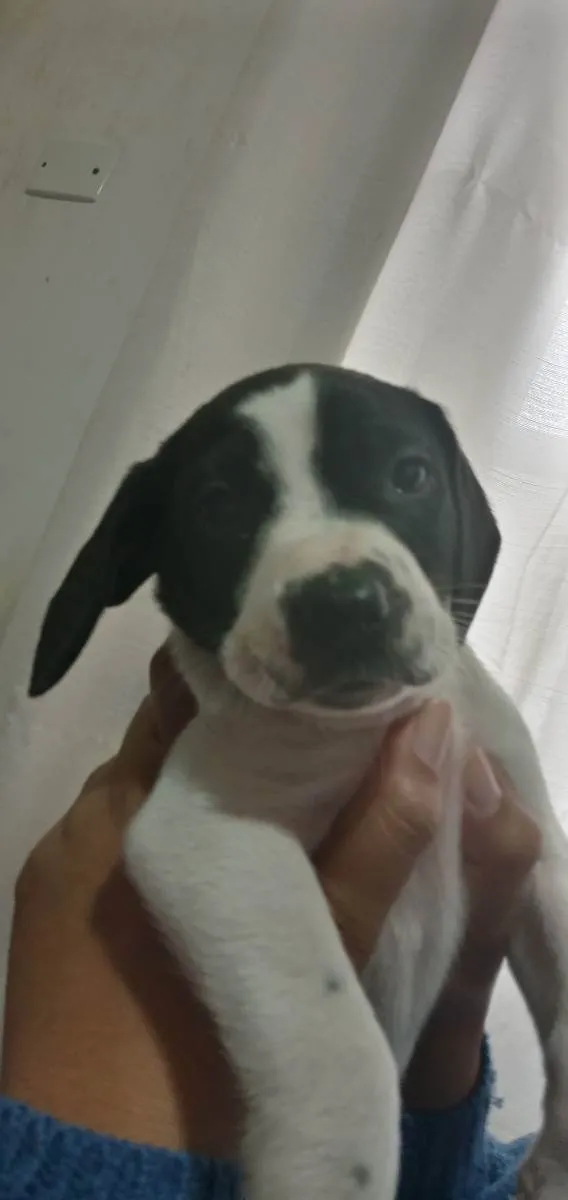 Cachorro ra a Mista idade 2 a 6 meses nome Camomila 