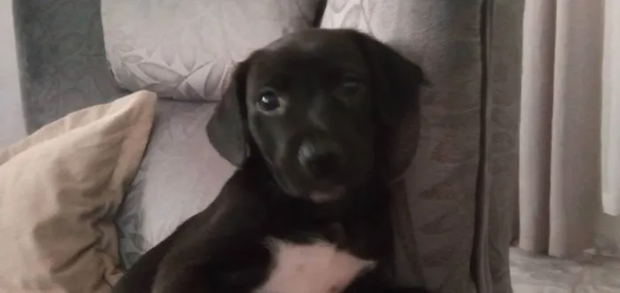 Cachorro ra a Mista idade 2 a 6 meses nome Malhadinho