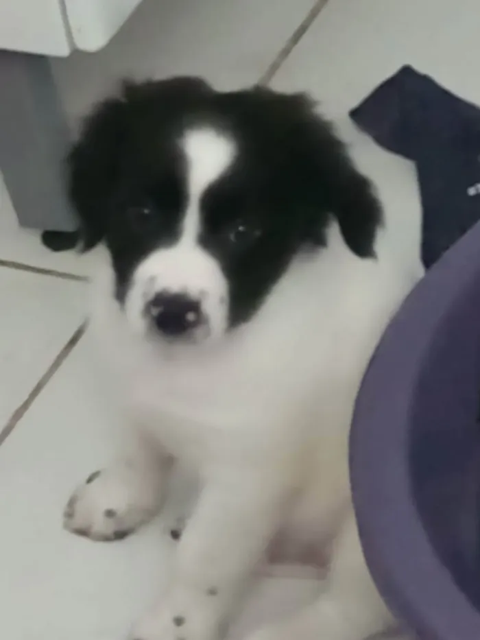Cachorro ra a Mista idade 2 a 6 meses nome Raio