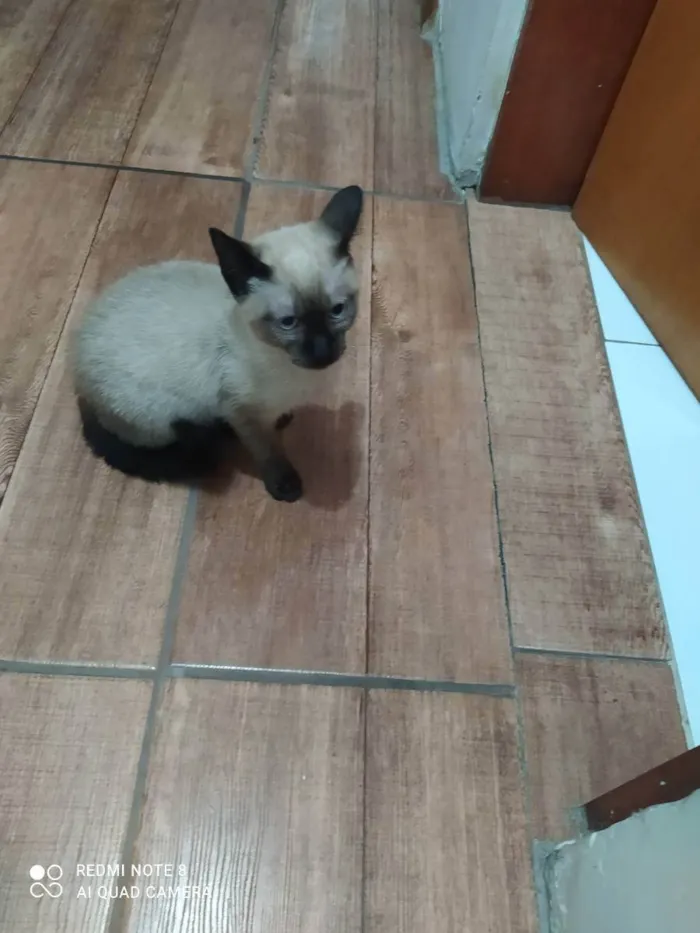 Gato raça Siamês  idade 2 a 6 meses nome Pitoco 