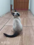 Pitoco 