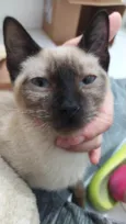 Pitoco 
