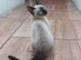 Pitoco 