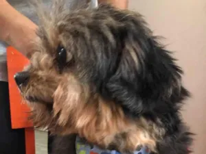 Cachorro raça  idade 6 ou mais anos nome Bento