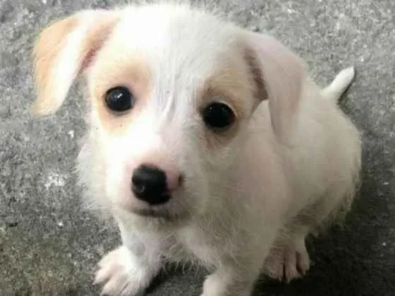Cachorro raça  idade 2 a 6 meses nome Filhotes Sueli