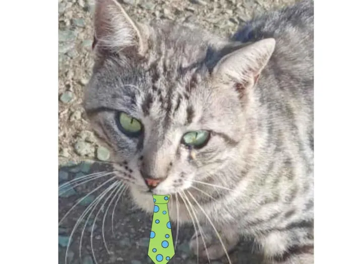 Gato ra a Mestiço  idade 1 ano nome Luke 