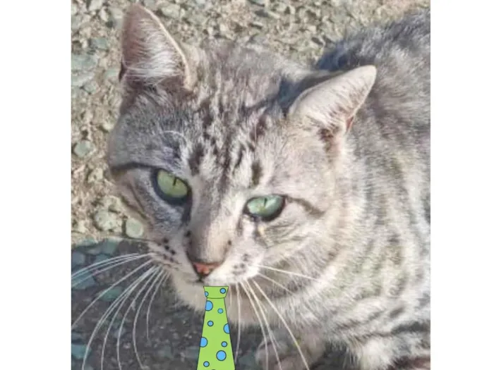Gato ra a Mestiço  idade 1 ano nome Luke 