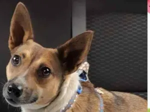Cachorro raça SRD idade 3 anos nome Lolla