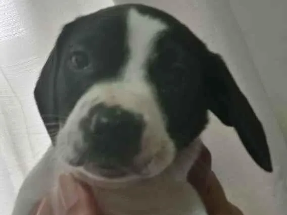 Cachorro ra a Mista idade 2 a 6 meses nome Camomila 
