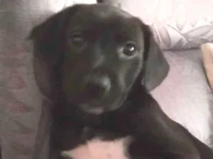 Cachorro raça Mista idade 2 a 6 meses nome Malhadinho