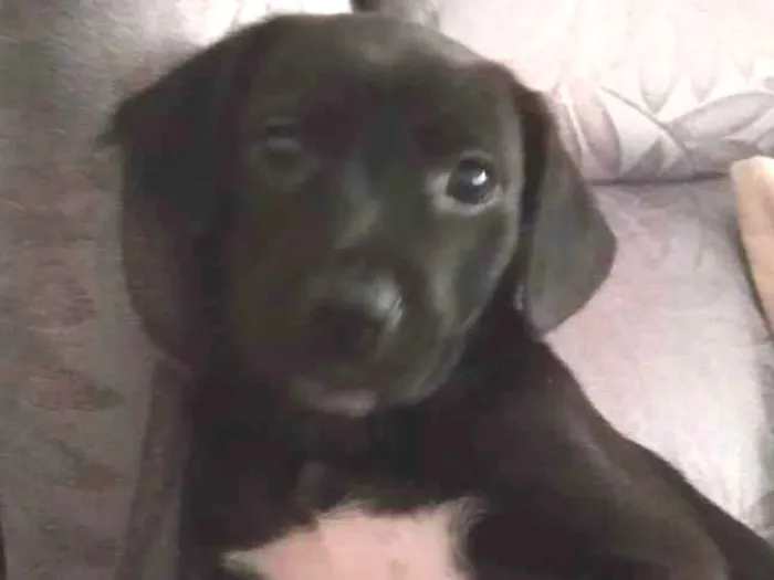 Cachorro ra a Mista idade 2 a 6 meses nome Malhadinho