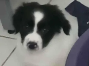 Cachorro raça Mista idade 2 a 6 meses nome Raio
