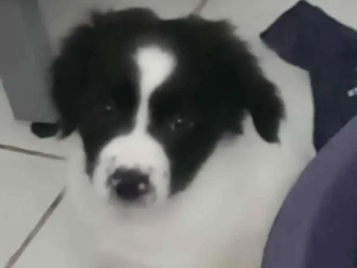 Cachorro ra a Mista idade 2 a 6 meses nome Raio