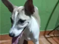 Snoop