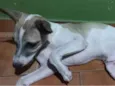 Snoop