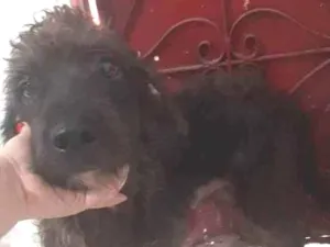 Cachorro raça Misturando  idade 1 ano nome Benjamin 