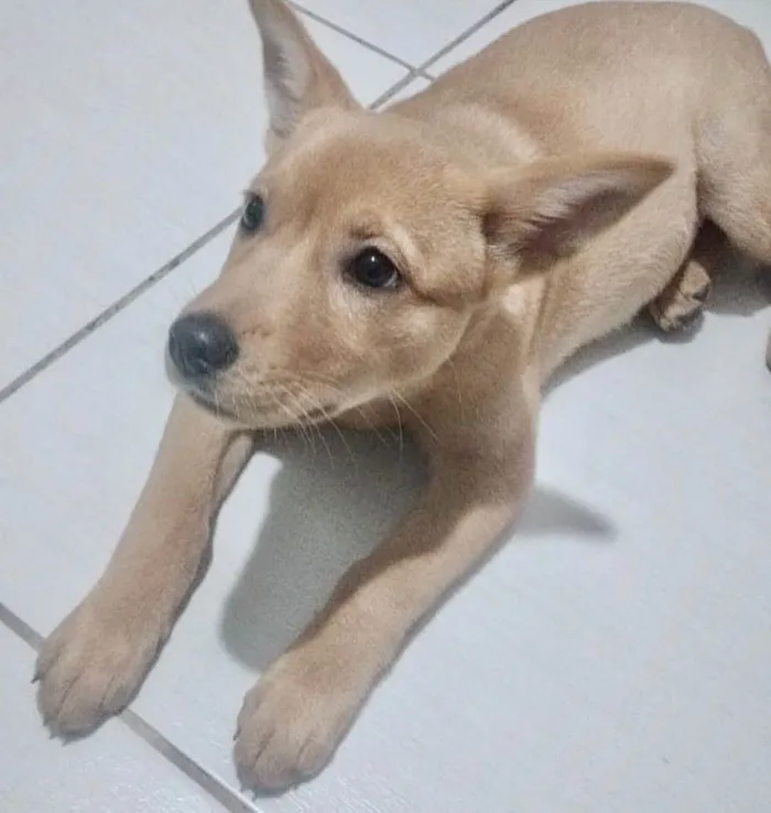 Cachorro raça  idade 2 a 6 meses nome Baunilha