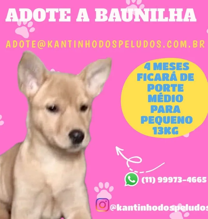 Cachorro raça  idade 2 a 6 meses nome Baunilha