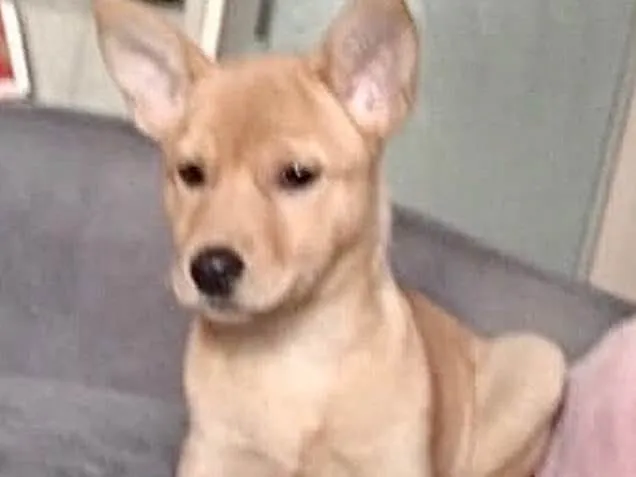 Cachorro raça  idade 2 a 6 meses nome Baunilha