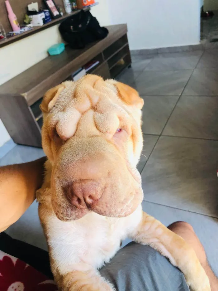 Cachorro ra a Sharpei  idade 1 ano nome Marley 