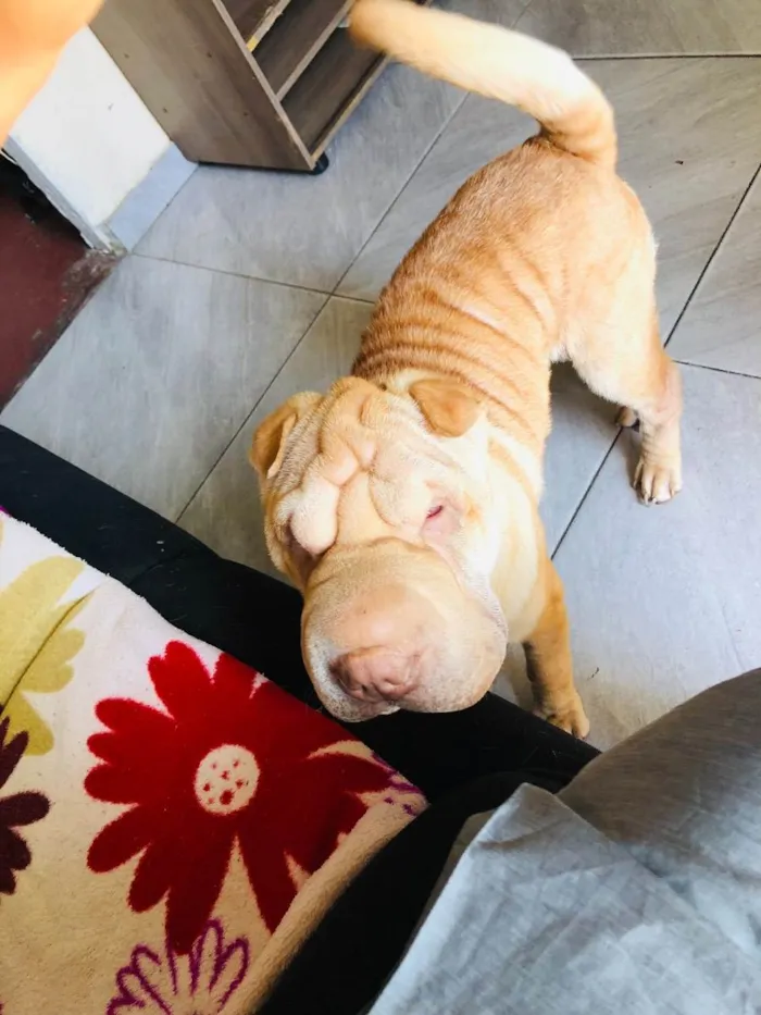 Cachorro ra a Sharpei  idade 1 ano nome Marley 