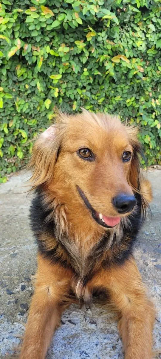 Cachorro ra a Mestiça  idade 1 ano nome Sem nome