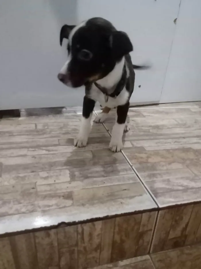 Cachorro raça Std idade  nome Sem Nome