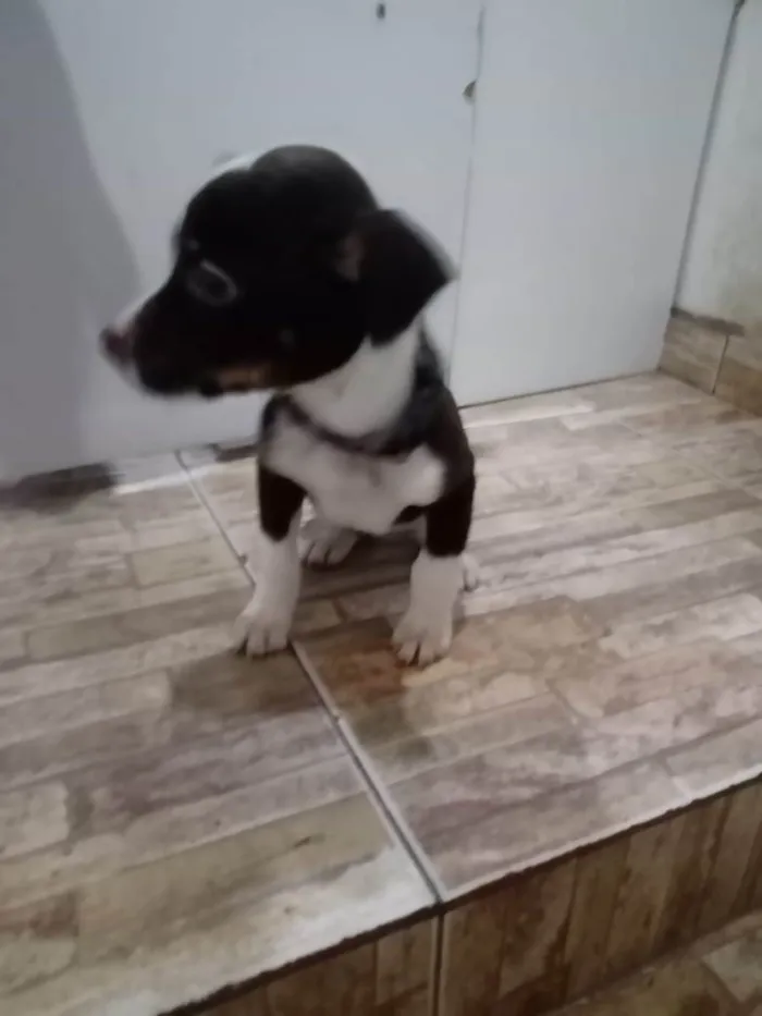 Cachorro raça Std idade  nome Sem Nome