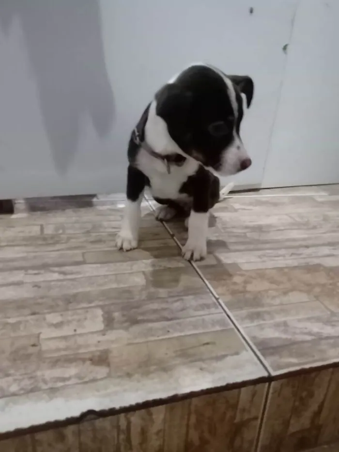 Cachorro raça Std idade  nome Sem Nome