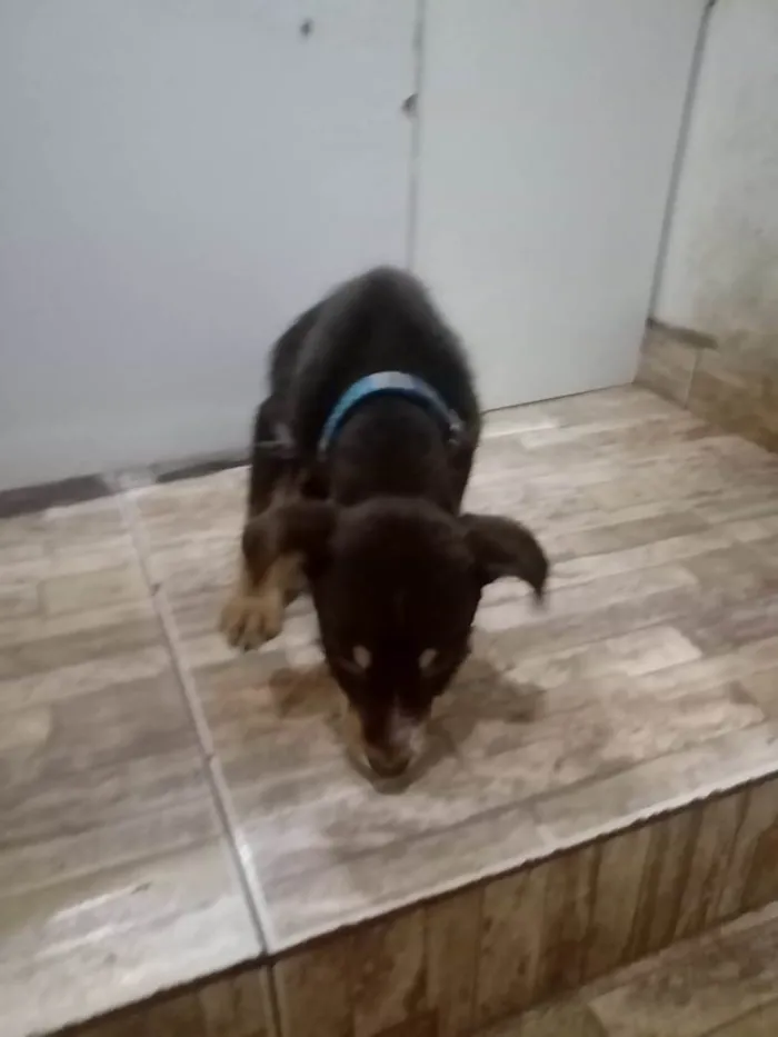 Cachorro raça Std idade  nome Sem Nome