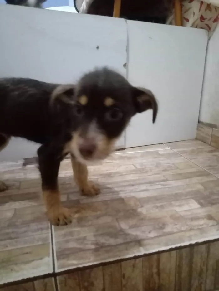 Cachorro raça Std idade  nome Sem Nome