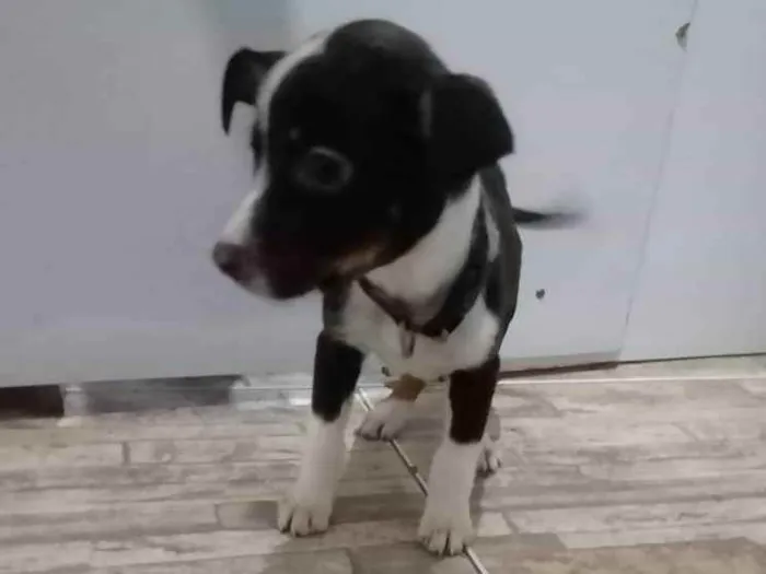 Cachorro raça Std idade  nome Sem Nome