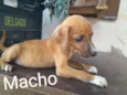 Cachorros 