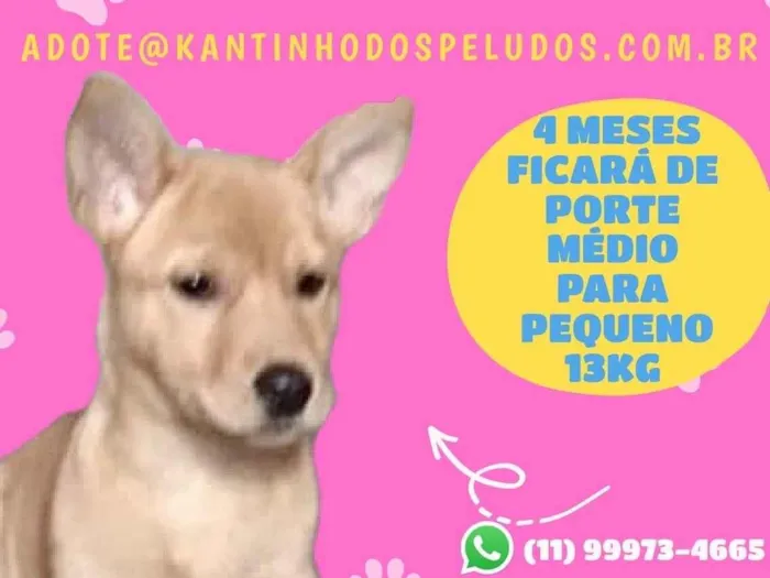 Cachorro raça  idade 2 a 6 meses nome Baunilha
