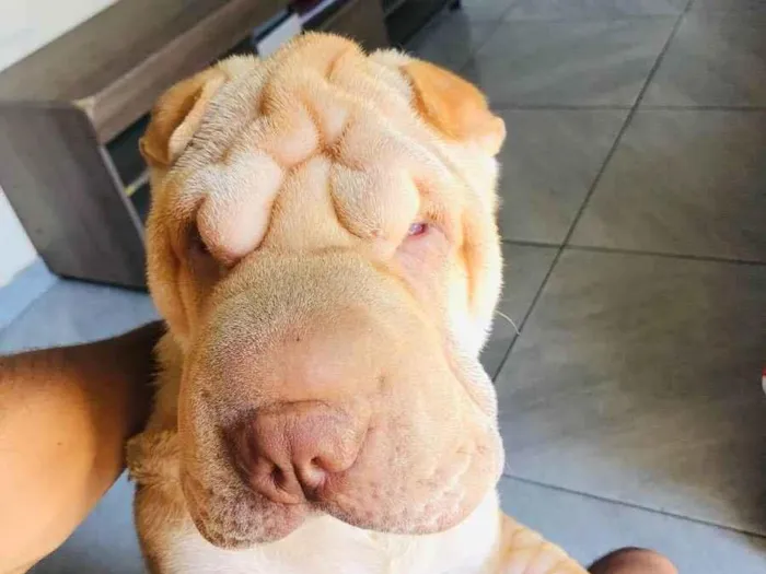 Cachorro ra a Sharpei  idade 1 ano nome Marley 