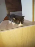 Gatinhos Filhotes 