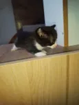 Gatinhos Filhotes 