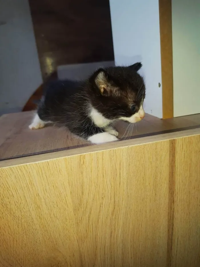 Gato raça  idade 2 a 6 meses nome Gatinhos Filhotes 