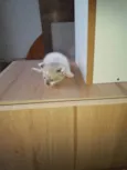 Gatinhos Filhotes 