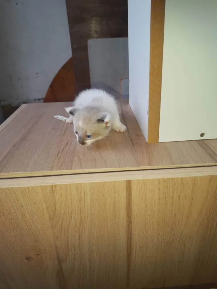 Gato raça  idade 2 a 6 meses nome Gatinhos Filhotes 